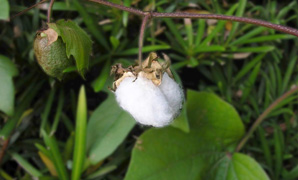 植木鉢で育ててみた綿